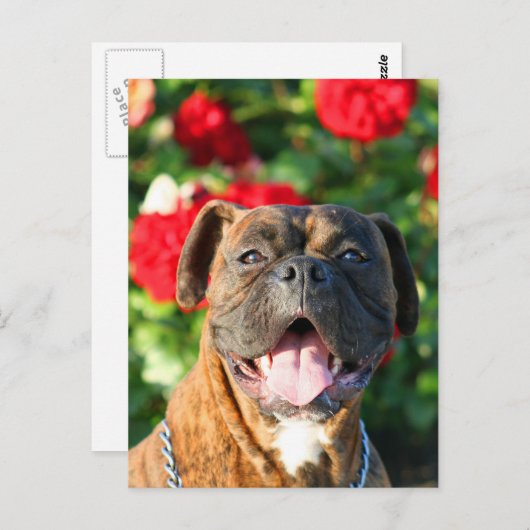 Brindle boxer Briefkaart (Voorkant / Achterkant)