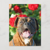 Brindle boxer Briefkaart (Voorkant)
