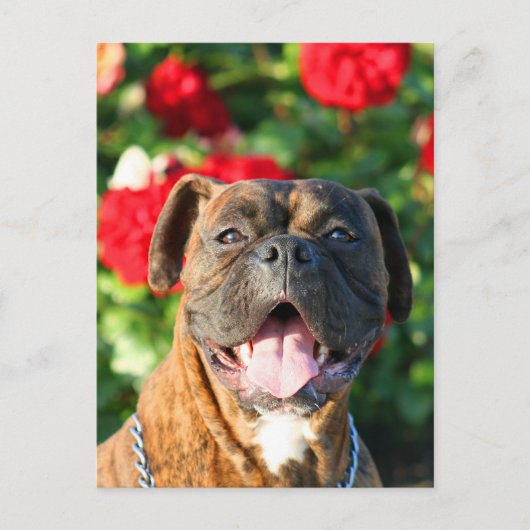 Brindle boxer Briefkaart (Voorkant)