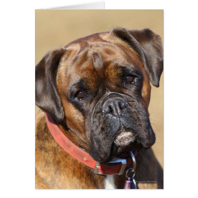 Brindle Boxer Dog (Voorkant)