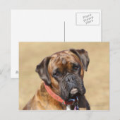 Brindle Boxer Dog Briefkaart (Voorkant / Achterkant)