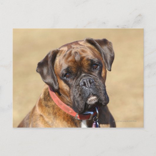 Brindle Boxer Dog Briefkaart (Voorkant)