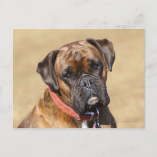 Brindle Boxer Dog Briefkaart