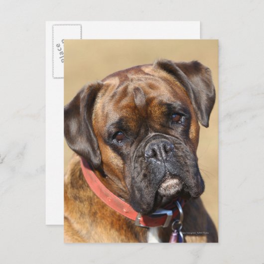 Brindle Boxer Dog Briefkaart (Voorkant / Achterkant)