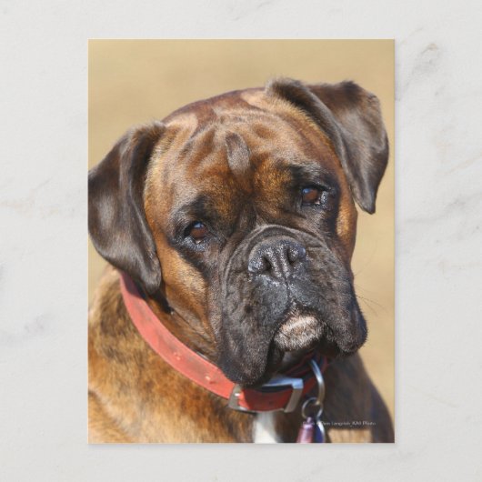 Brindle Boxer Dog Briefkaart (Voorkant)
