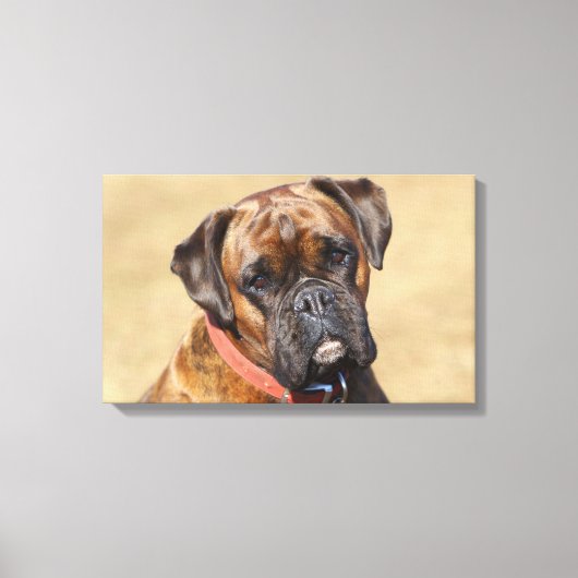 Brindle Boxer Dog Canvas Afdruk (Voorkant)
