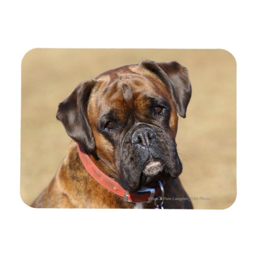 Brindle Boxer Dog Magneet (Horizontaal)