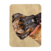 Brindle Boxer Dog Magneet (Verticaal)