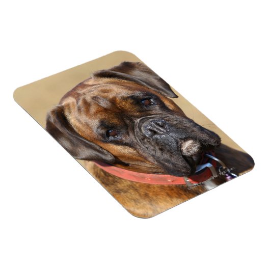 Brindle Boxer Dog Magneet (Rechterzijde)