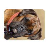 Brindle Boxer Dog Magneet (Horizontaal)