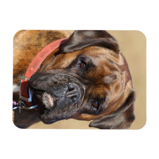 Brindle Boxer Dog Magneet (Horizontaal)