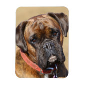 Brindle Boxer Dog Magneet (Verticaal)