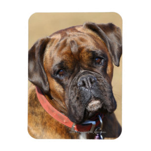 Brindle Boxer Dog Magneet
