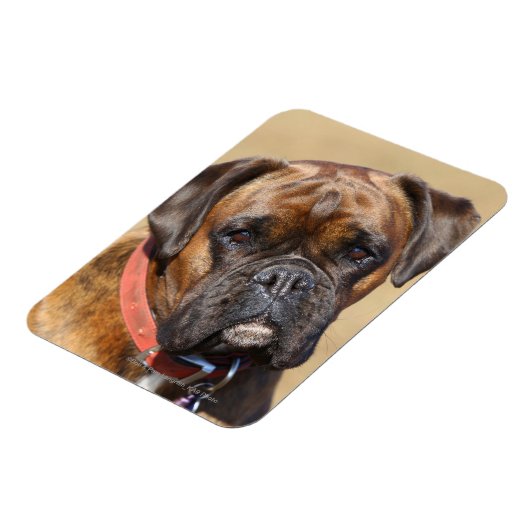 Brindle Boxer Dog Magneet (Linkerzijde)