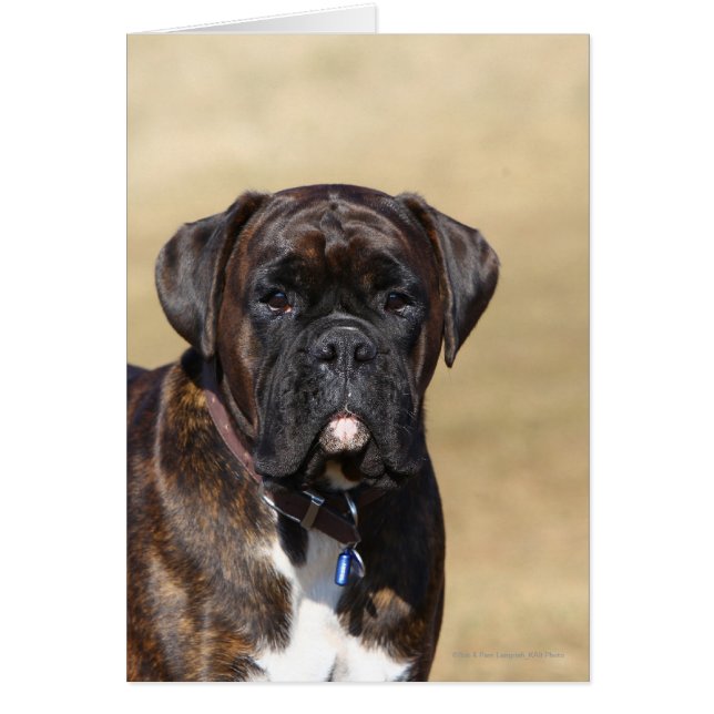 Brindle Boxer Dog Permanent (Voorkant)