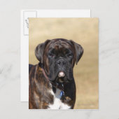 Brindle Boxer Dog Permanent Briefkaart (Voorkant / Achterkant)