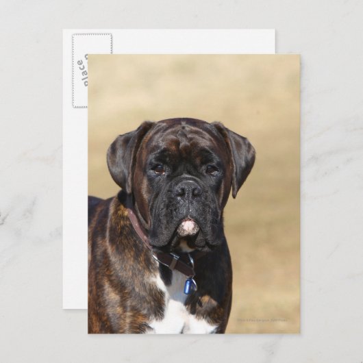 Brindle Boxer Dog Permanent Briefkaart (Voorkant / Achterkant)