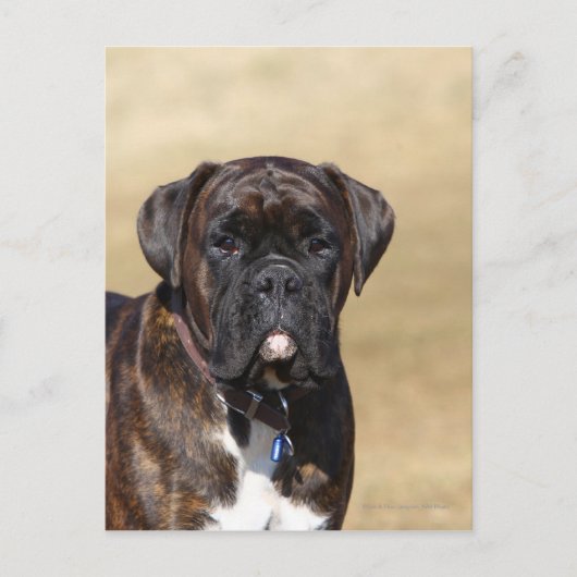 Brindle Boxer Dog Permanent Briefkaart (Voorkant)