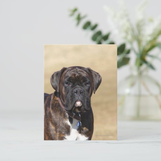 Brindle Boxer Dog Permanent Briefkaart (Staand voorkant)