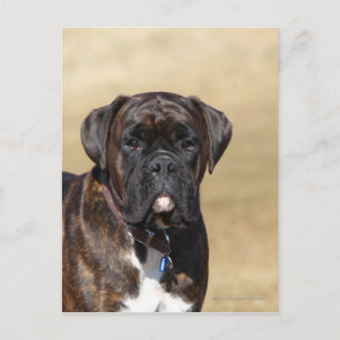 Brindle Boxer Dog Permanent Briefkaart