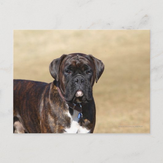 Brindle Boxer Dog Permanent Briefkaart (Voorkant)