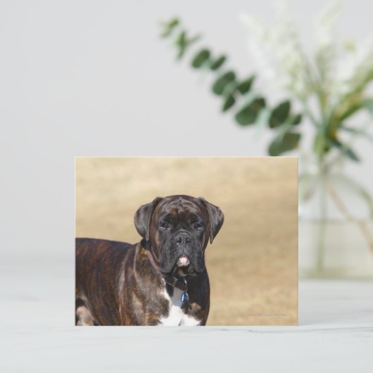 Brindle Boxer Dog Permanent Briefkaart (Staand voorkant)