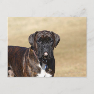 Brindle Boxer Dog Permanent Briefkaart