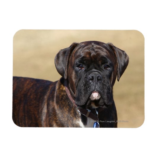 Brindle Boxer Dog Permanent Magneet (Horizontaal)