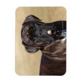 Brindle Boxer Dog Permanent Magneet (Verticaal)