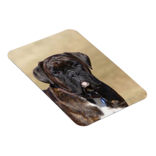 Brindle Boxer Dog Permanent Magneet (Rechterzijde)