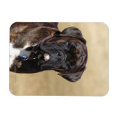 Brindle Boxer Dog Permanent Magneet (Horizontaal)