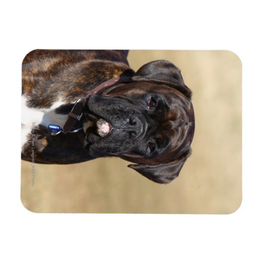 Brindle Boxer Dog Permanent Magneet (Horizontaal)