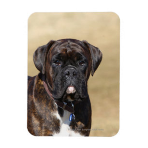 Brindle Boxer Dog Permanent Magneet