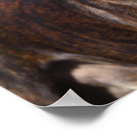 Brindle Boxer Dog Permanent Poster (Hoek)