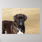 Brindle Boxer Dog Permanent Poster (Voorkant)
