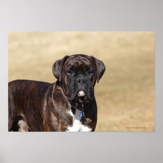 Brindle Boxer Dog Permanent Poster (Voorkant)