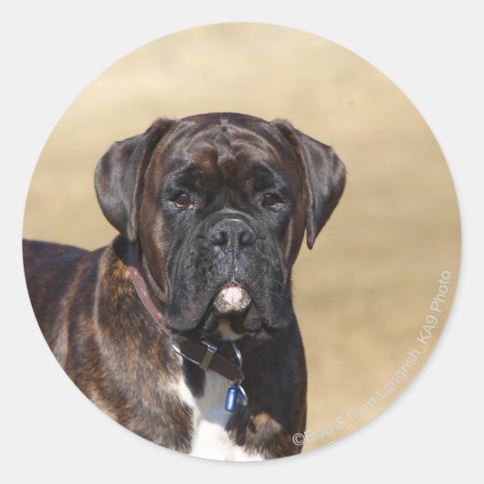 Brindle Boxer Dog Permanent Ronde Sticker (Voorkant)
