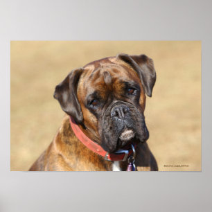 Brindle Boxer Dog Poster