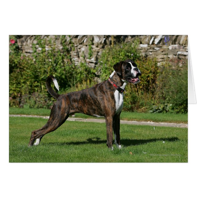 Brindle Boxer Dog Show Stance (Voorkant Horizontaal)