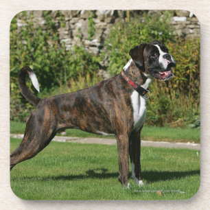Brindle Boxer Dog Show Stance Bier Onderzetter