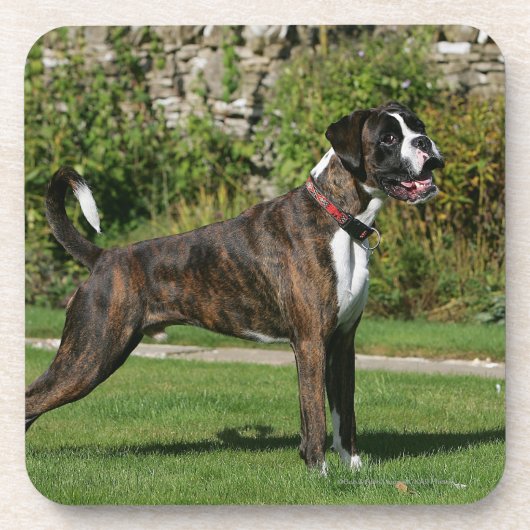 Brindle Boxer Dog Show Stance Bier Onderzetter (Voorkant)