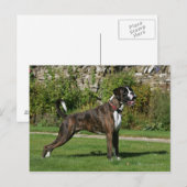Brindle Boxer Dog Show Stance Briefkaart (Voorkant / Achterkant)