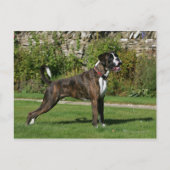Brindle Boxer Dog Show Stance Briefkaart (Voorkant)