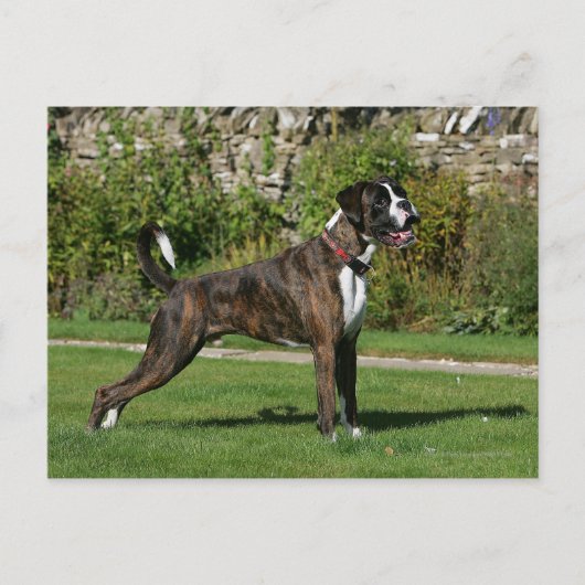Brindle Boxer Dog Show Stance Briefkaart (Voorkant)