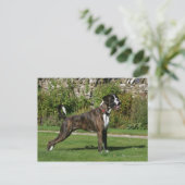 Brindle Boxer Dog Show Stance Briefkaart (Staand voorkant)