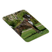 Brindle Boxer Dog Show Stance Magneet (Rechterzijde)
