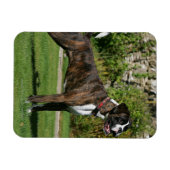 Brindle Boxer Dog Show Stance Magneet (Horizontaal)