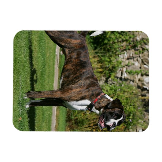 Brindle Boxer Dog Show Stance Magneet (Horizontaal)