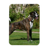 Brindle Boxer Dog Show Stance Magneet (Verticaal)
