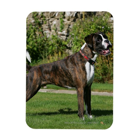 Brindle Boxer Dog Show Stance Magneet (Verticaal)